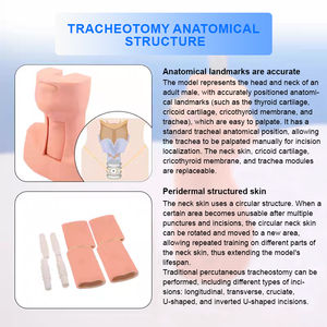 Mannequin d'entraînement avancé ADA-J58 en PVC pour la trachéotomie et l'intubation, modèle de formation pour infirmières en sciences médicales, Shanghai - Product Image 2