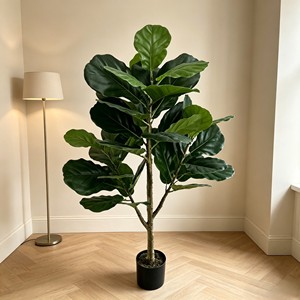 Fiddle-leaf figs are suitable for various festivals. They are evergreen and durable. - Product Image 5