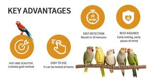 빠르고 정확한 윈바이오 애완조류용 칸디다 알비칸스 검사 키트, 간편한 조작, 수의학용 - Product Image 5