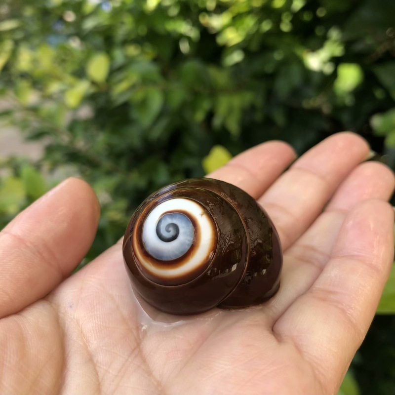 36 | Size 2-3cm | Open Size 1-1.5cm