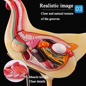 Modelo de Anatomía de Pollo Realista, Modelo de Órganos de Investigación de Vísceras Animales, Biología Desmontable para Demostración de Enseñanza <span class=keywords><strong>Animal</strong></span> - Product Image 2