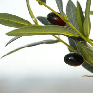 Plante artificielle <span class=keywords><strong>en</strong></span> <span class=keywords><strong>pot</strong></span> avec feuilles d'olivier vertes et fruits, pour décoration de salon, bureau, Noël, maison, lot transfrontalier - Product Image 4