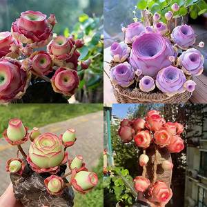 ต้นกุหลาบภูเขา ปลูกได้ทุกฤดู ง่ายต่อการปลูก ตกแต่งสวนดอกไม้ - Product Image 5