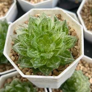 <span class=keywords><strong>Haworthia</strong></span> 'Cooperi' Var. Picturata fiore 6.5cm verde taglio fresco - Product Image 2