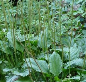 Psyllium Zaad Kaf Poeder Sperma Plantaginis Plantago Zaad Weegbree <span class=keywords><strong>Herb</strong></span> Seed <span class=keywords><strong>Extract</strong></span> Poeder - Product Image 2