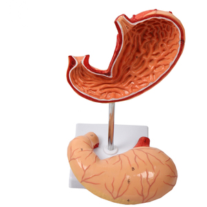 Modelo <span class=keywords><strong>de</strong></span> enseñanza con pantalla médica, modelo <span class=keywords><strong>de</strong></span> anatomía del estómago humano - Product Image 4