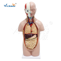 Modelo Anatómico de Torso Humano a Medio Cuerpo con 12 Órganos Removibles para Educación Escolar en Biología, con Certificaciones CE, ISO, ROHS y CNAS