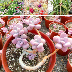 Vermiculita <span class=keywords><strong>Perlita</strong></span> Expandida de Alta Calidad para Horticultura, Flores, Vegetales y Suculentas - Product Image 6