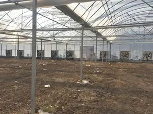 Low Cost Large Multi-Span Greenhouse Polyethylene Film Tunnel Greenhouse Agriculture Vegetable Greenhouses