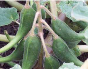 Puur <span class=keywords><strong>Harpagophytum</strong></span> <span class=keywords><strong>Procumbens</strong></span> Harpagoside 2% Duivelsklauwextract Poeder - Product Image 3