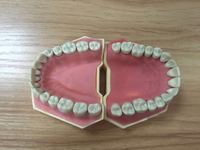 Tipodonto Dental Nissin Productos para Práctica Dental Modelo de Estudio Dental Set de Mandíbula Maniquí