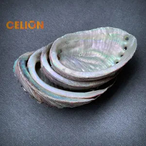 2022 vendita calda abalone conchiglie all'ingrosso 3 pollici non lucidato abalone shell sbavature e purificazione