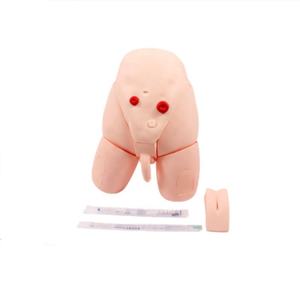 Model Kateterisasi <span class=keywords><strong>PVC</strong></span> Pria dan Wanita yang Dapat Diganti DARHMMY untuk Pelatihan Ilmu Kedokteran di Sekolah dan Rumah Sakit - Product Image 1