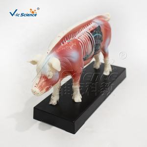 แบบจำลองการฝังเข็มสุกร แบบจำลองการฝังเข็มสัตว์ สำหรับอ้างอิงทางสัตวแพทย์ - Product Image 2