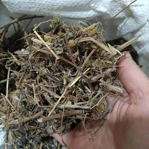 Herba Gotu Kola Seca Natural de Alta Calidad, Plantas Enteras, Hierbas Chinas, Acmella <span class=keywords><strong>Paniculata</strong></span> - Product Image 6