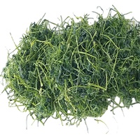 Tisane de Jiaogulan tisane de gynostem sauvage à sept feuilles