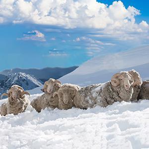 3 packs de chaussettes de randonnée en laine mérinos rembourrées pour le camping en plein air, le trekking, le cyclisme à séchage rapide et doux. - Product Image 5
