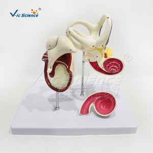 Approvisionnement direct d'usine : modèle d'ossicules 4 fois plus grand, en 3 parties avec membrane tympanique, détails anatomiques précis, fabriqué en PVC. - Product Image 2