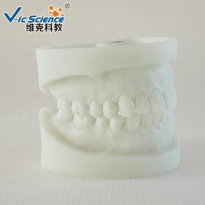 Modèle d'apprentissage pour enfants, modèle de <span class=keywords><strong>dentition</strong></span> en aluminium blanc, dents humaines, anatomie dentaire pour l'éducation scientifique médicale - Product Image 3