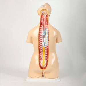 Медицинская модель тела человека 85 см, унисекс, с внутренними органами, анатомическая модель туловища - Product Image 3