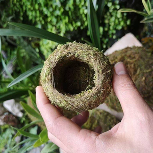 Macetas Creativas con <span class=keywords><strong>Musgo</strong></span> <span class=keywords><strong>para</strong></span> <span class=keywords><strong>Plantas</strong></span> <span class=keywords><strong>de</strong></span> Interior - Estilo Kokedama - Product Image 2