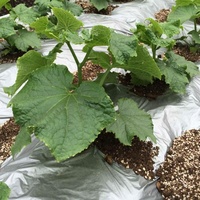 Abeille de jardin Bio Plastic Farming Outdoor Garden Landscape Black Empêcher la croissance de l'herbe Film de paillis plastique agricole Couvre-sol
