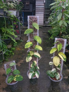 Nuevo estilo, ramas de vid trepadoras, postes de extensión de plantas para Poste de soporte, estacas de crecimiento, poste de musgo PP - Product Image 4