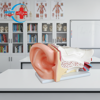Modèle d'oreille HC-S255, nouveau modèle d'oreille anatomique de grande taille, modèle d'anatomie de l'oreille, éducation médicale