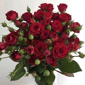 Fiori <span class=keywords><strong>di</strong></span> Rosa Yunnan <span class=keywords><strong>di</strong></span> Alta Qualità con Steli Multipli, Fiori a Bolla Dritti, Fornitura all'Ingrosso per Acquisti <span class=keywords><strong>di</strong></span> Gruppo, Rosa Bull AB, Fiore Tagliato - Product Image 4