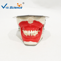 Modelo de Práctica de Odontología Oral, PVC Ecológico, Demostración de Anestesia y Extracción Dental, Entrenamiento para Estudiantes de Odontología, No Tóxico