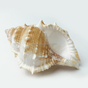 Venta al por mayor Cajas <span class=keywords><strong>de</strong></span> peces Acuarios Decoraciones <span class=keywords><strong>de</strong></span> paisaje Conchas <span class=keywords><strong>de</strong></span> <span class=keywords><strong>Caracol</strong></span> natural Caracoles <span class=keywords><strong>de</strong></span> pepino <span class=keywords><strong>de</strong></span> <span class=keywords><strong>mar</strong></span> - Product Image 1