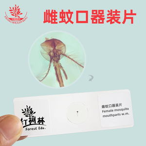 Portaobjetos biológicos con partes bucales de mosquitos hembras frescas, claramente teñidas y bien estructuradas, utilizados en laboratorios de enseñanza. - Product Image 4
