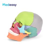 Modelo de Cráneo Humano Desmontable de 15 Partes a Escala 2:1 de Medeasy, Modelo Anatómico de Cráneo Médico de Tamaño Mini