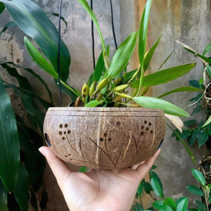 Maceta Hecha a Mano con Cáscara de Coco |   Maceta de Flores Natural para Suculentas, Hierbas y Decoración de Jardín Interior y Exterior |   Eco2go Vietnam - Product Image 1