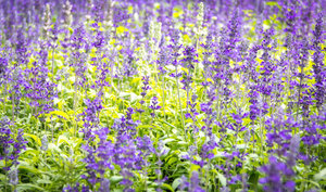 Extracto de Lavanda 10:1, Soluble en Agua, Calma y Suaviza, Ingrediente Cosmético - Product Image 2