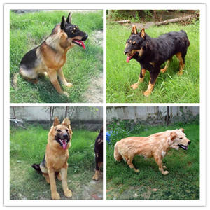 Modello animale personalizzato grande <span class=keywords><strong>cane</strong></span> pelliccia artigianato fotografia oggetti di scena decorazione del giardino ornamenti simulazione <span class=keywords><strong>cane</strong></span> <span class=keywords><strong>lupo</strong></span> - Product Image 3