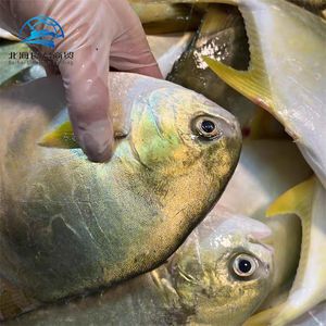 Venda por atacado de peixes de Pompano dourados congelados de boa qualidade, preço de fábrica na China, peixes Pomfret - Product Image 4