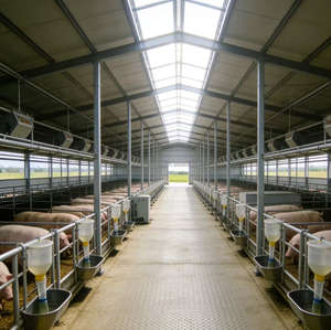 Endüstriyel Modern Tasarım Prefabrik Çelik Yapı Yetiştirme Deposu Tavuk Kümesi Kümes Hayvanları Çiftliği Domuz Ahırı ZHILIAN STEEL - Product Image 1