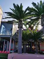 Arbre Paysager Palmier Datte Artificiel Palmier Datte Arabie Saoudite Dattes Extérieures à Dubaï