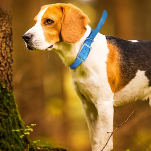 <span class=keywords><strong>Collar</strong></span> de Perro de Caza con Correa de TPU Impermeable y Anti-Olor en Stock - Product Image 6