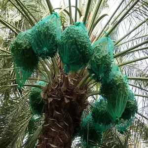 Popular Product Monofilament Date Palm Tree Mesh Bags Green Nuts And Vegetables Bag