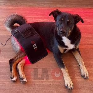 Almohadilla de Terapia de Luz Roja Infrarroja TLA Pad 4 para Perros, Negra, 110 V, Tela de Lona - Product Image 1