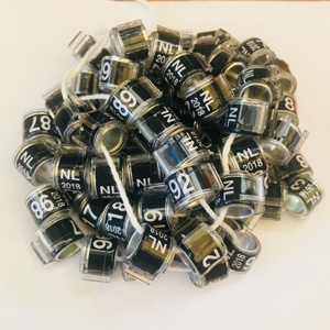 Hot koop KSA ringen postduif club - Product Image 2