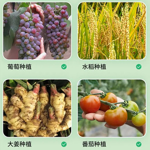 Fertilizante soluble en agua Bao Gen Wang, 1000g, promotor del crecimiento de raíces con elementos medios para plantas verdes, flores, frutas y verduras - Product Image 4