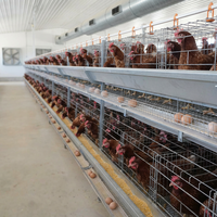 Cage à poulets en acier galvanisé pour système d'élevage en batterie