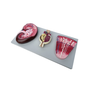 Riñón, nefrona y glomérulos renales: 12*12*21 - Product Image 3