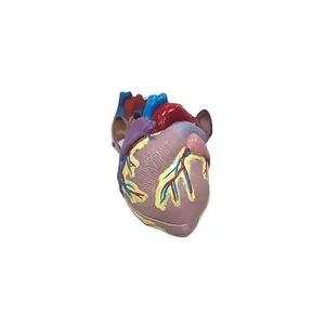 3d 人体解剖心脏模型，人体解剖学