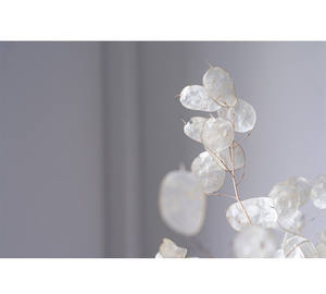 Yunnan — fleur lunaire sèche naturelle, pour la décoration de la maison, haute vente - Product Image 6