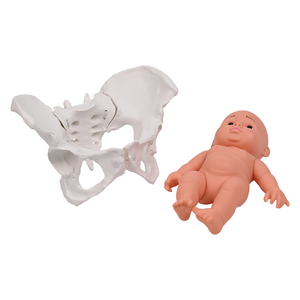PNATOMY Modèle de squelette anatomique du bassin féminin grandeur nature (PVC)-Éducation aux sciences médicales Os pelviens Processus d'accouchement - Product Image 1