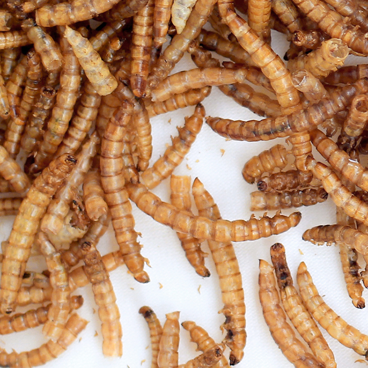 meal worms dried